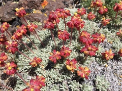 Eriogonum caespitosum