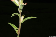 Castilleja nervata