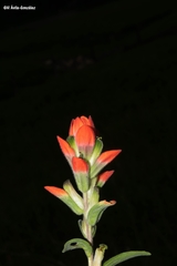 Castilleja nervata