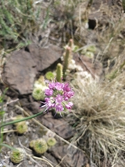 Allium cretaceum