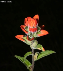 Castilleja nervata