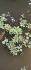 Salvinia hastata