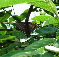 Papilio menatius morelius