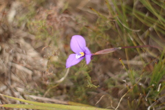Patersonia juncea