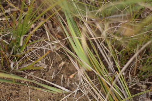 Image of Patersonia juncea by (c) Em Lamond, some rights reserved (CC BY)