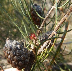 Allocasuarina muelleriana