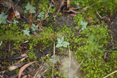 Pterostylis rogersii