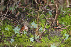 Pterostylis rogersii