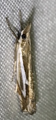 Crambus bidens