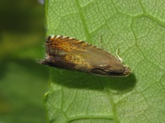 Pammene aurita
