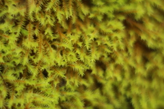 Triquetrella papillata