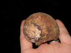 Hedleyella falconeri