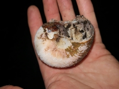 Hedleyella falconeri