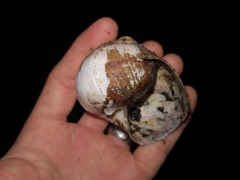 Hedleyella falconeri