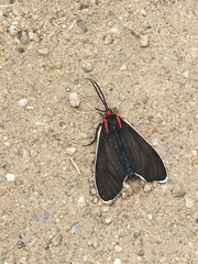 Ctenucha multifaria