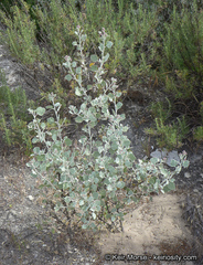 Malacothamnus gracilis