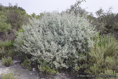 Malacothamnus gracilis
