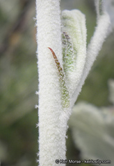 Malacothamnus gracilis