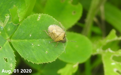 Rubiconia intermedia