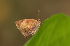 Arhopala bazalus