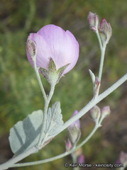 Malacothamnus gracilis