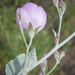 Huasna Bushmallow - Photo (c) Keir Morse, some rights reserved (CC BY-NC-ND), uploaded by Keir Morse