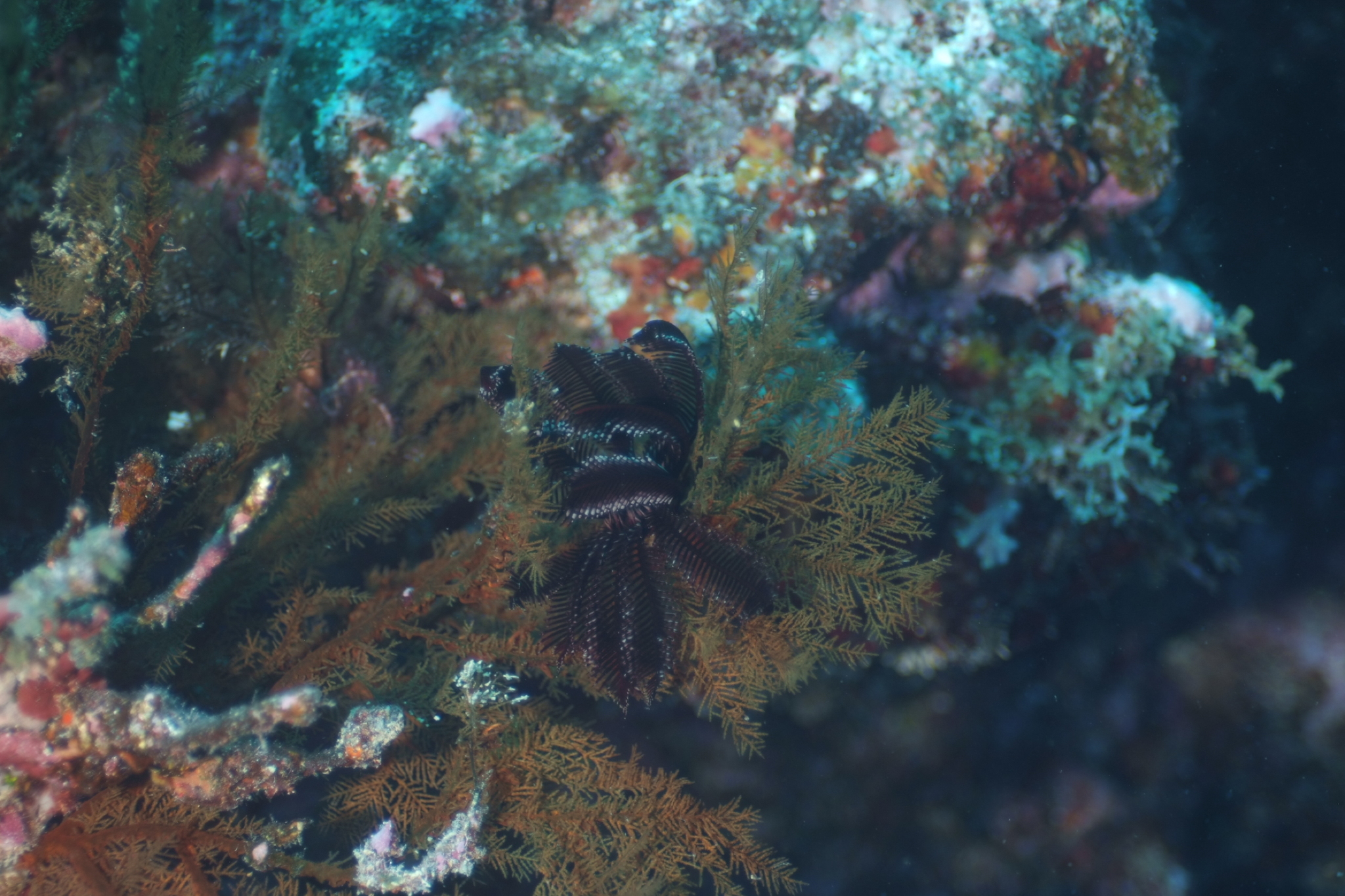 Myriopathes ulex (Ellis & Solander, 1786)