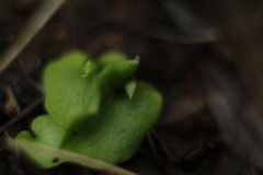 Corybas despectans