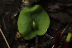 Corybas despectans