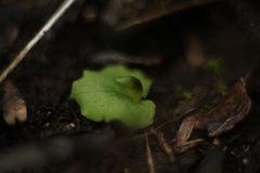 Corybas despectans