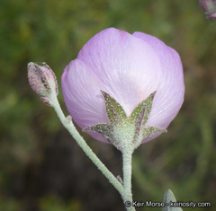 Malacothamnus gracilis