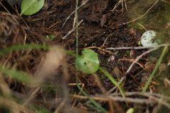 Corybas despectans