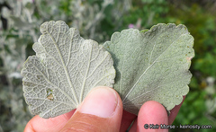 Malacothamnus gracilis