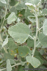 Malacothamnus gracilis