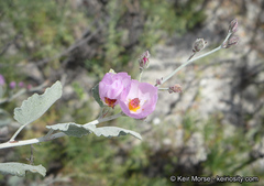 Malacothamnus gracilis