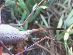 Ephippiger terrestris