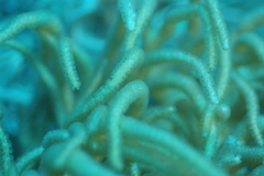 Sclerophytum flexibilis