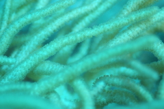 Sclerophytum flexibilis