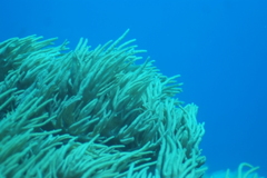 Sclerophytum flexibilis