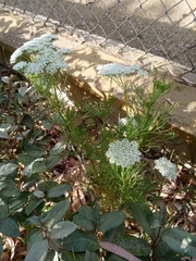Saxifraga paniculata