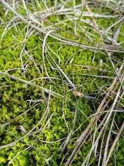 Triquetrella papillata