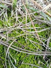 Triquetrella papillata