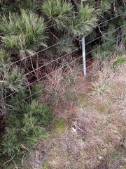 Triquetrella papillata