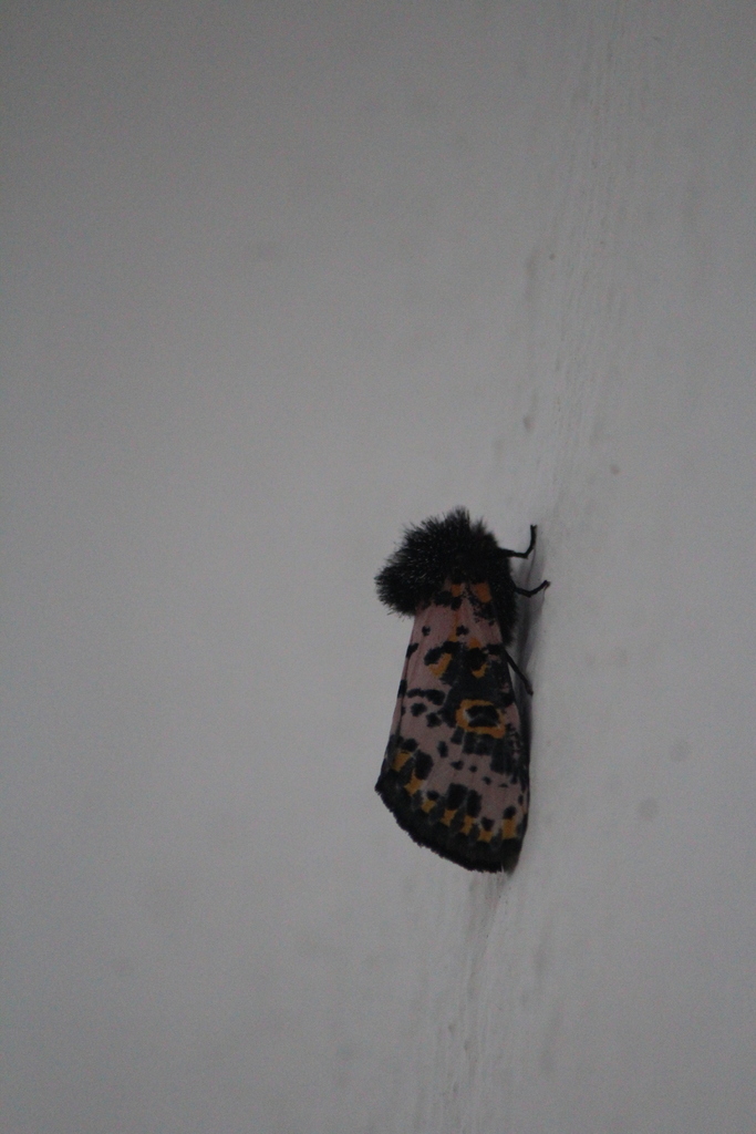 Xanthopastis moctezuma