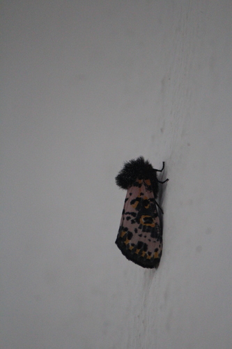 Xanthopastis moctezuma