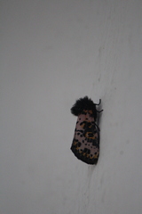 Xanthopastis moctezuma