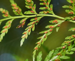 Asplenium gracillimum