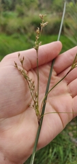 Juncus sarophorus