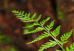 Asplenium gracillimum