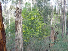 Acacia longifolia longifolia